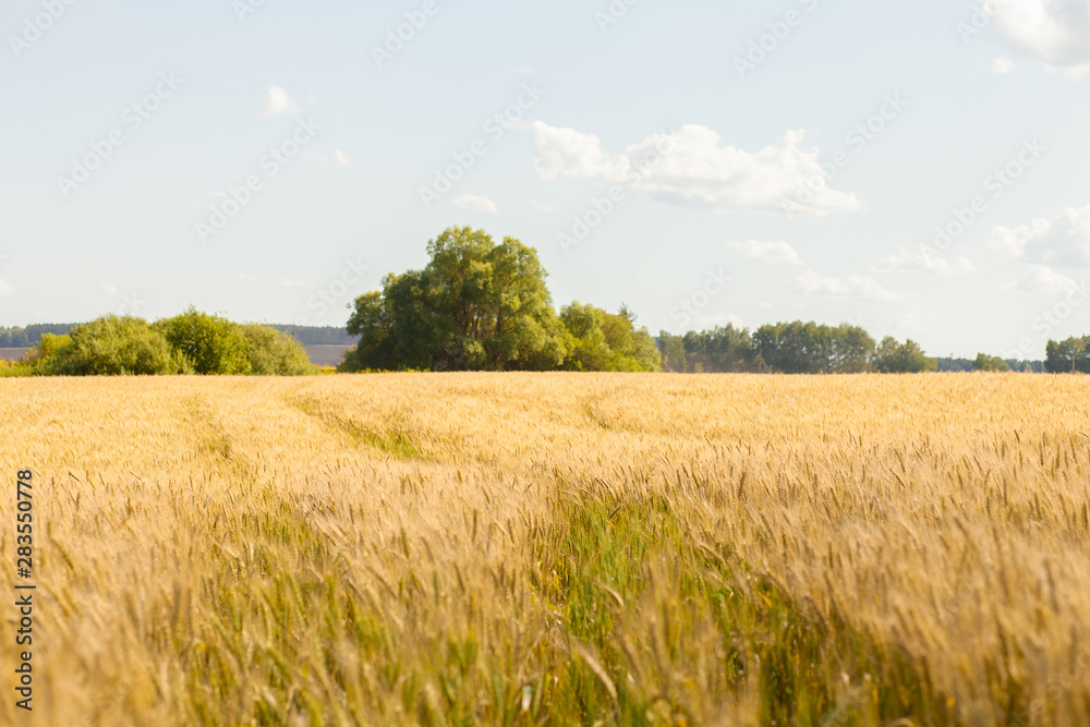 Gold Wheat flied panorama with tree, rural countryside