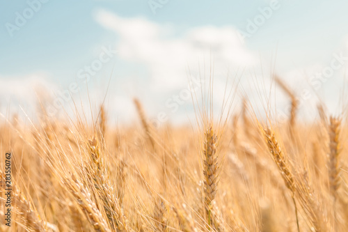 Golden ripe flakes on blue sky background