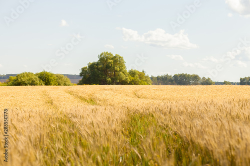 Gold Wheat flied panorama with tree  rural countryside