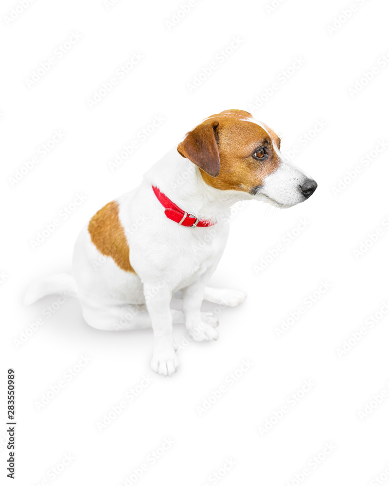 Close-up half-face portrait of cute small pet jack russel terrier sitting and looking at right side. Dog isolated on white background Close-up half-face portrait of cute small pet jack russel terrier sitting and looking at right side. Dog isolated on white background