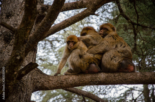 Family love in a tree
