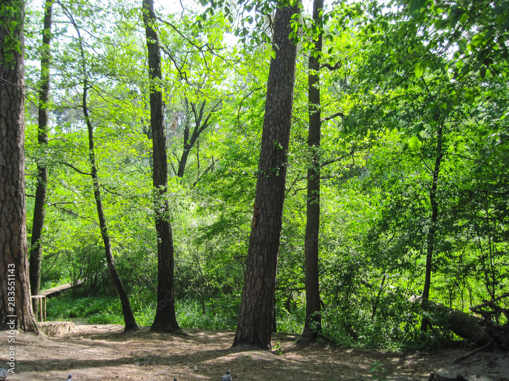 scenic view in the forest