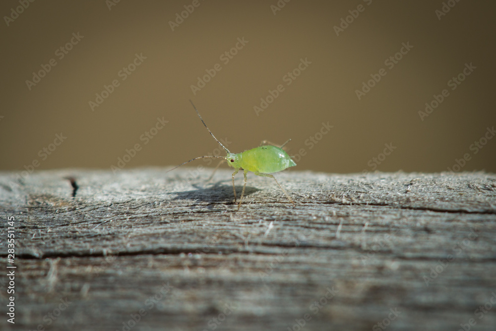 Puceron marchant sur un rondin Puceron marchant sur un rondin