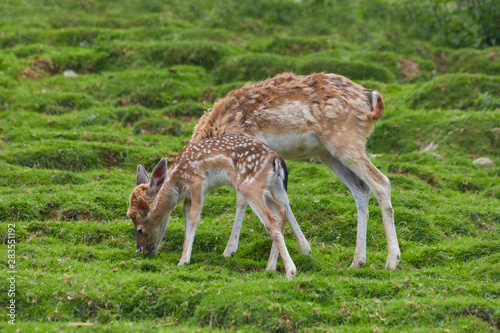 Red deer pack while eating