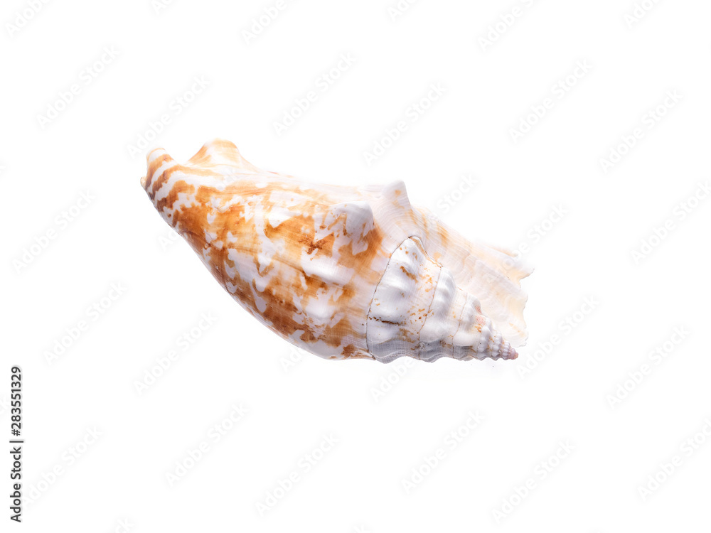 Sea natural shell, original pattern of marine life.