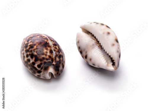 Sea natural shell, original pattern of marine life.