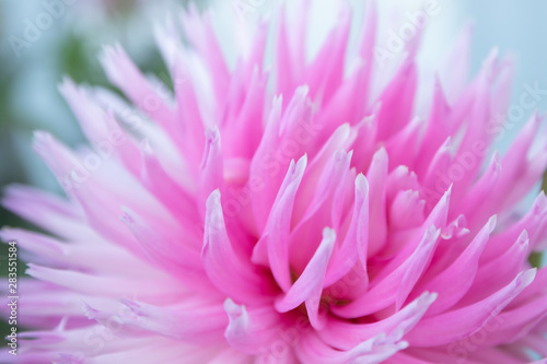 Beautiful pink dahlia Park Princess flower in summer garden