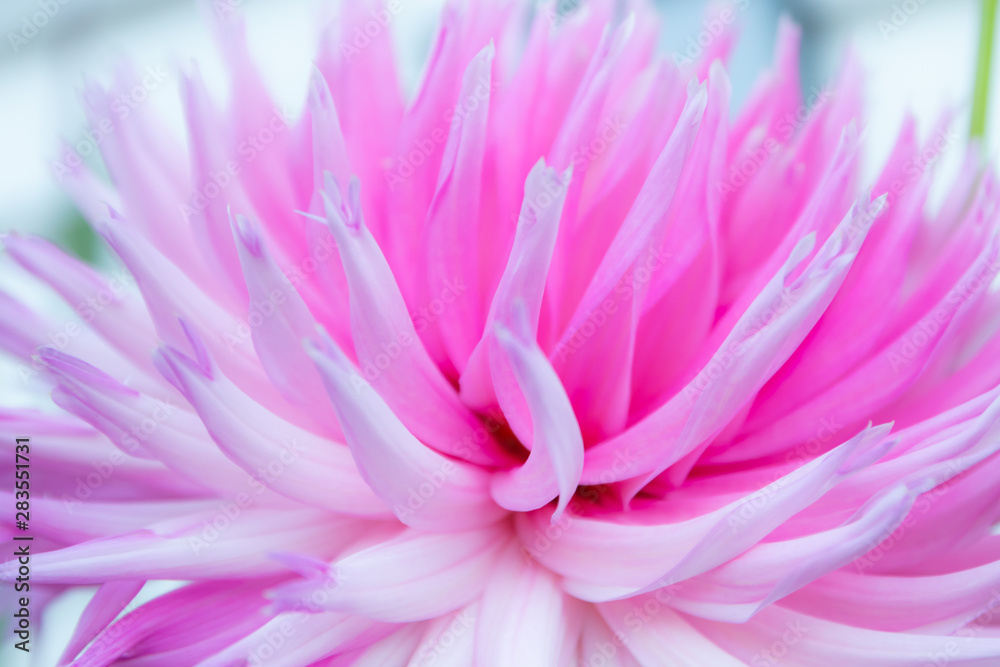 Beautiful pink dahlia Park Princess flower in summer garden Beautiful pink dahlia Park Princess flower in summer garden
