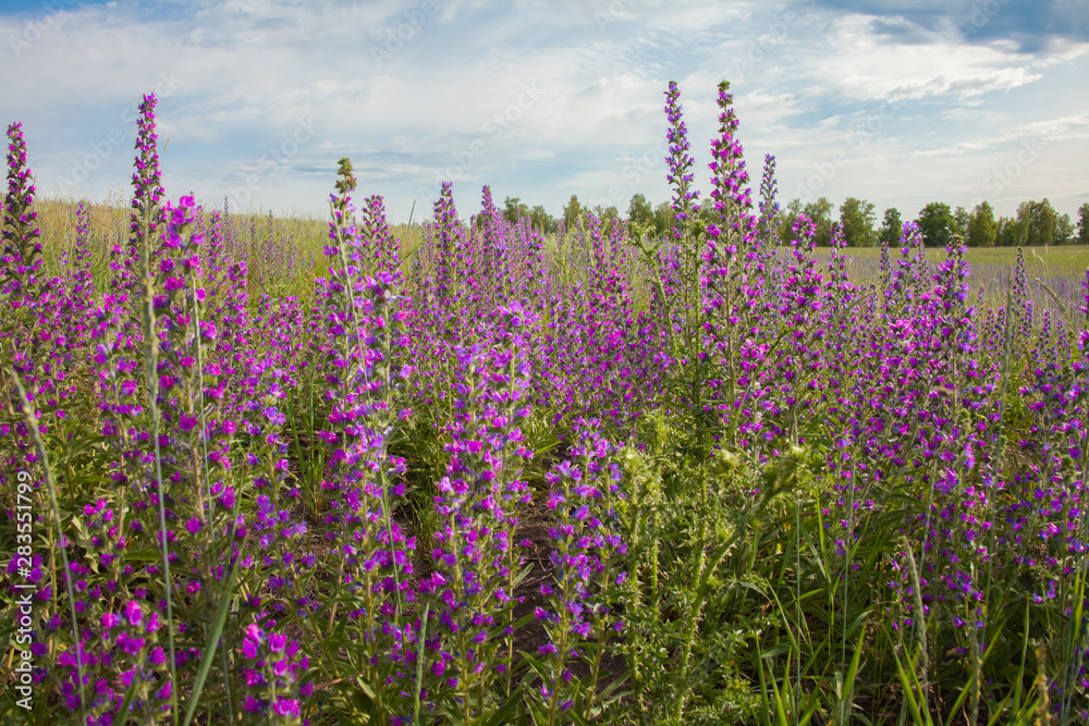 Obraz premium Landscape: field of flowering Ivan-tea under the blue sky