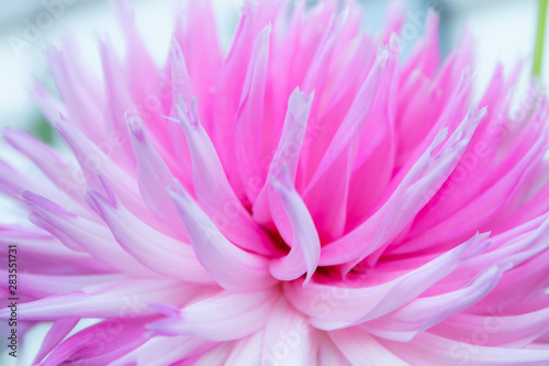 Beautiful pink dahlia Park Princess flower in summer garden