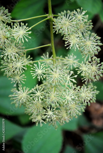 Close up of a flower bunch with umbels of white small flowers of Sakhalin spikenard (Aralia cordata var. sachalinensis)
