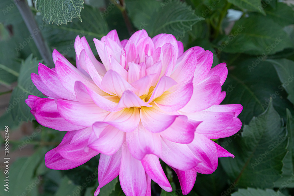 Beautiful pink dahlia Bitsy flower in summer garden Beautiful pink dahlia Bitsy flower in summer garden