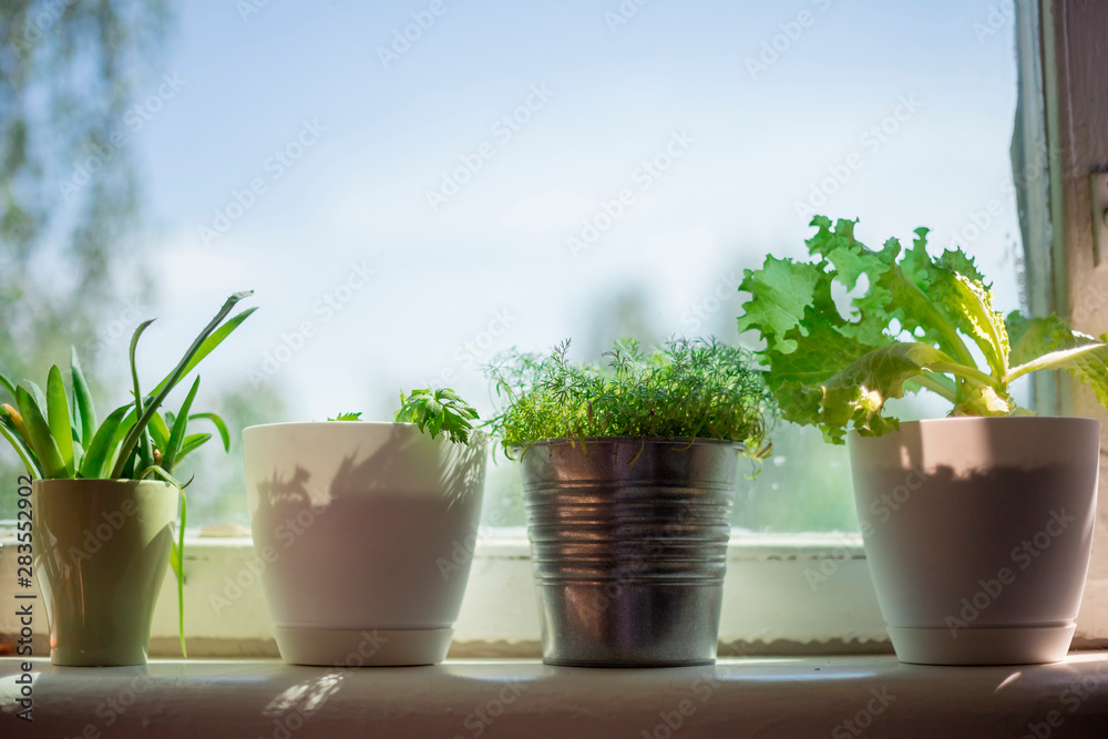 Fototapeta premium potted plants on the window