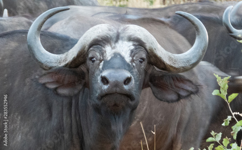 Cape Buffalo Close Up with Antlers