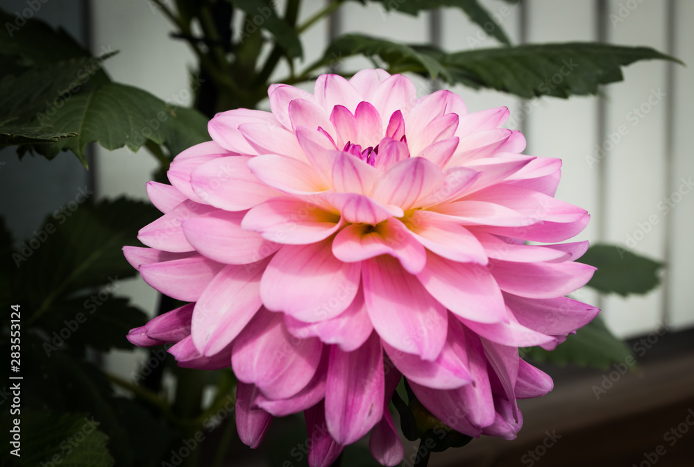 Obraz premium Beautiful pink dahlia Karma Prospero flower in summer garden