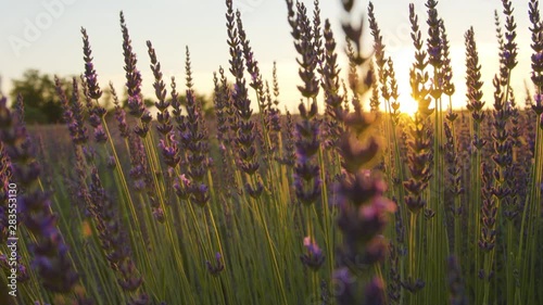 A fielf of blue flowers photo