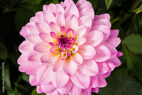 Beautiful pink dahlia Karma Prospero flower in summer garden