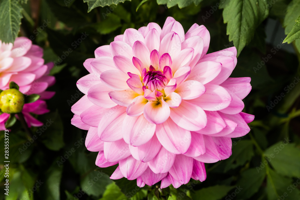 Fototapeta premium Beautiful pink dahlia Karma Prospero flower in summer garden