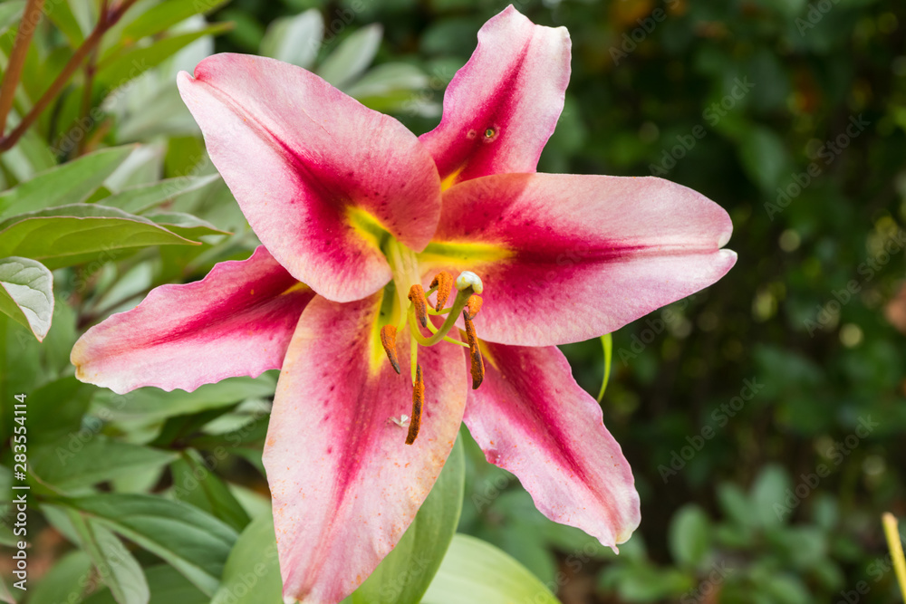 Fototapeta premium Beautiful pink lilium Anastasia in summer garden