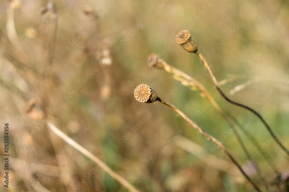 Poppy seed box on blurred background. Close up. Copy space. Poppy seed box on blurred background. Close up. Copy space.