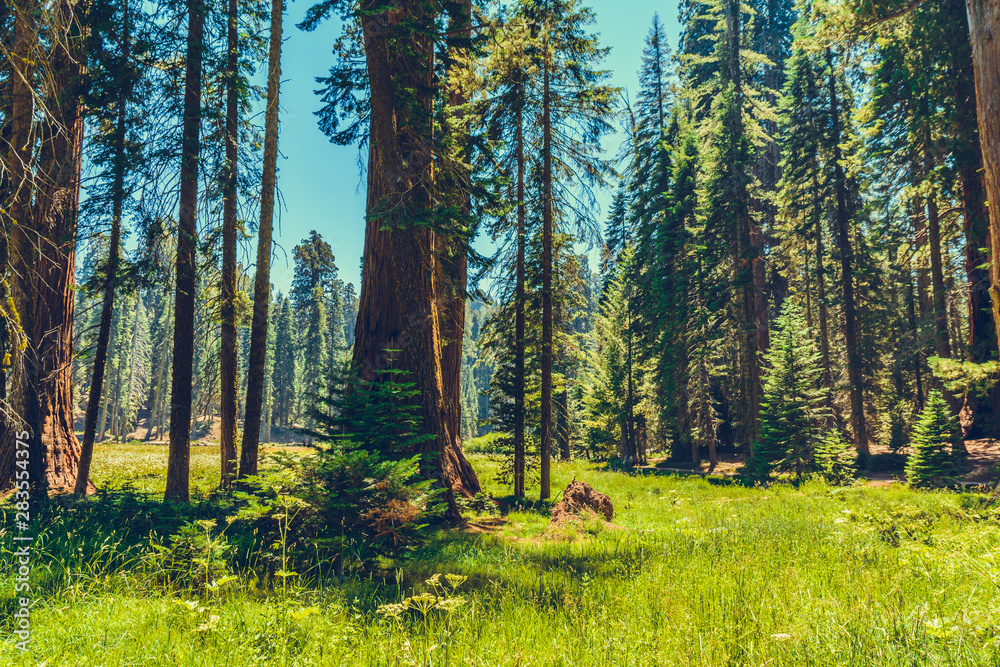 Obraz premium Sequoia National Park in California, USA