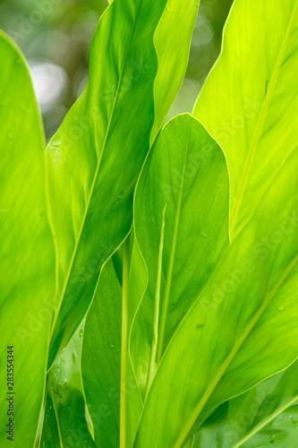 Long green birch leaves, fresh in nature photo