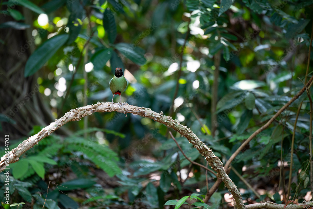 bird on branch