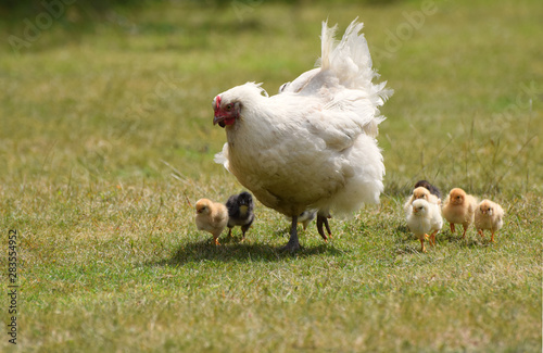 Mother hen walking with her brood of tiny chicks