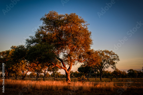 Morgensafari photo