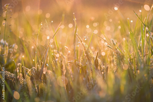 Carta da parati Beautiful background with morning dew on grass close