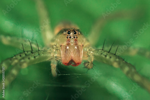 Spider Dolomedes fimbriatus lurking on a leaf.