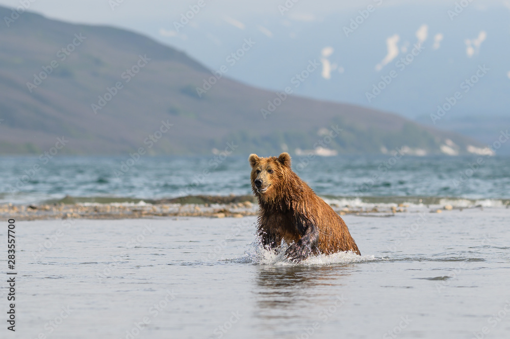 Ruling the landscape, brown bears of Kamchatka (Ursus arctos beringianus) Ruling the landscape, brown bears of Kamchatka (Ursus arctos beringianus)