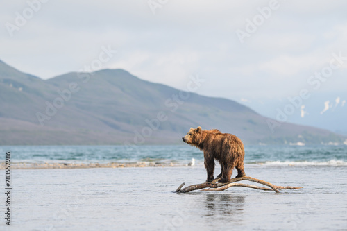 Ruling the landscape  brown bears of Kamchatka  Ursus arctos beringianus 