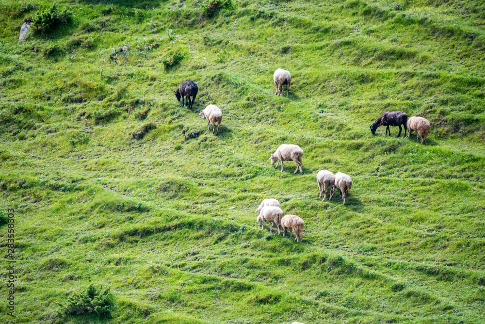 Distant view flock of sheep grazes on mountain pasture
