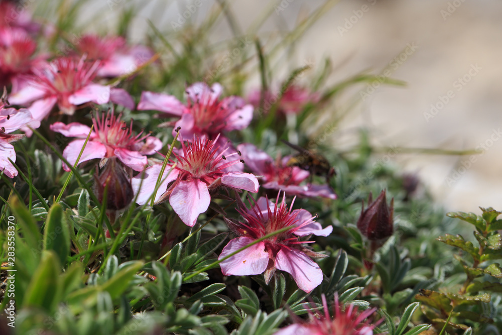 Ταπετσαρία dolomiten fingerkraut - potentilla nitida - potentilla delle dolomiti - dolomite