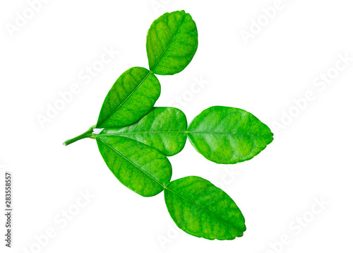Soft Leaf of Kaffir lime (bergamot) isolated on white background.