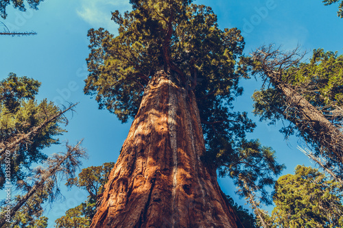 Sequoia National Park in California, USA photo