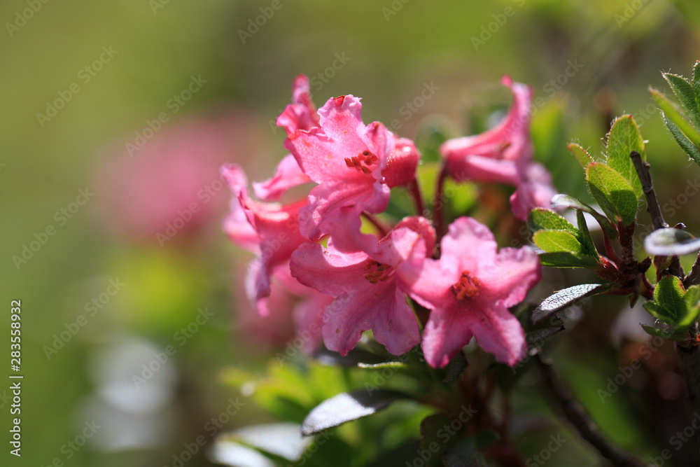 Rhododendron ferrugineum commonly known as alpenrose, snow-rose, or rusty-leaved alpenrose Rhododendron ferrugineum commonly known as alpenrose, snow-rose, or rusty-leaved alpenrose