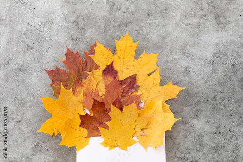 nature  season and mail concept - dry fallen autumn maple leaves with envelope on grey stone background