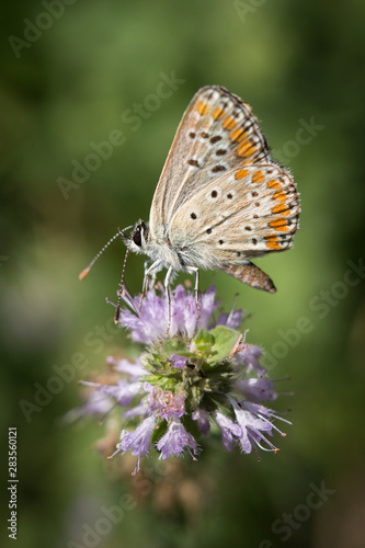 Papillon