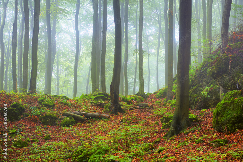 Obraz premium Misty morning in old beech forest