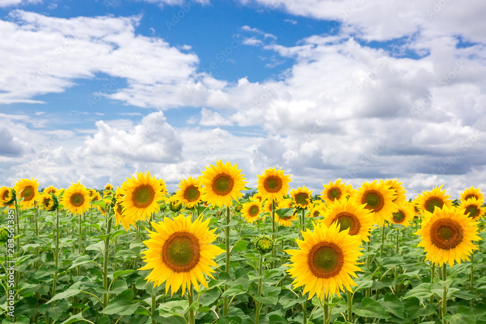 Sunflower field landscape