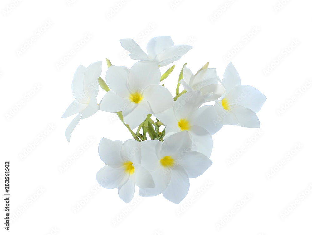 Fototapeta premium Frangipani flower on white background.