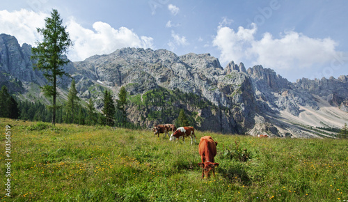 Brown mountain cows grazing on an alpine pasture i © scimmery1