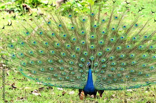 peacock with feathers out