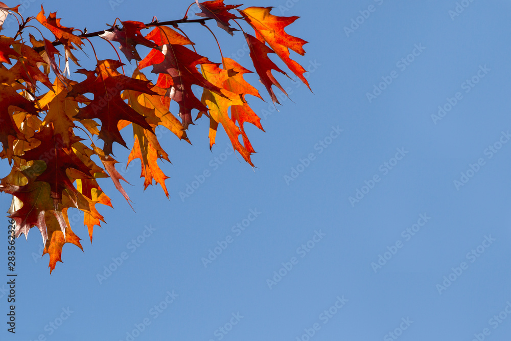 Сontrasting red- orange leaves against a bright blue sky. Autumn. Abstract background . Ecology, fresh wallpaper concept. For add text . Close up. Outdoors . Сontrasting red- orange leaves against a bright blue sky. Autumn. Abstract background . Ecology, fresh wallpaper concept. For add text . Close up. Outdoors .