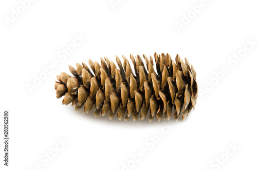 Pine cone on white background. - Image