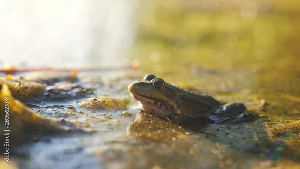 Green frog in the pond lifestyle in a swamp. Rana Esculenta . frog on nature in water. wild animal concept Green frog in the pond lifestyle in a swamp. Rana Esculenta . frog on nature in water. wild animal concept