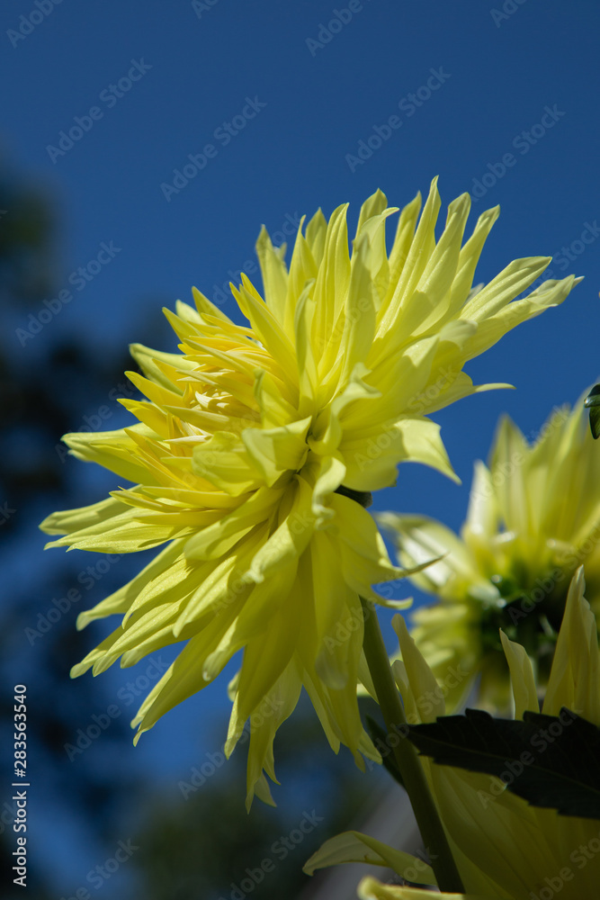 Fototapeta premium yellow dahlia flower on background of blue sky