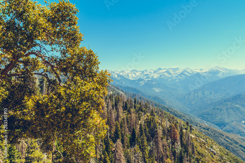 Sequoia National Park in California  USA
